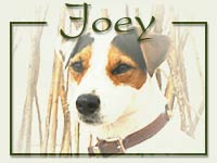 Joey - Uigimiggi Donkey >>>