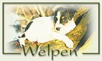 Welpen >>>